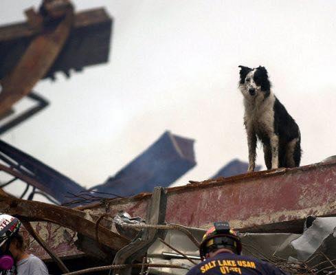 A Collie watching a pile of rubble