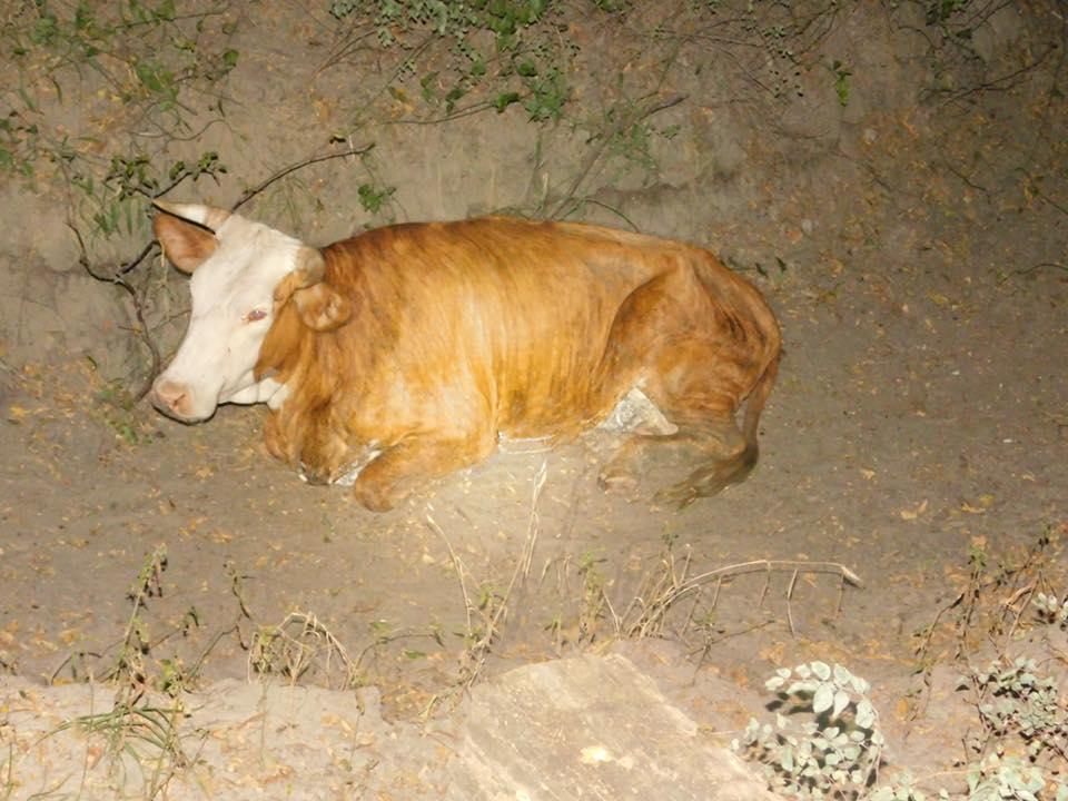Malnourished Cow laying down