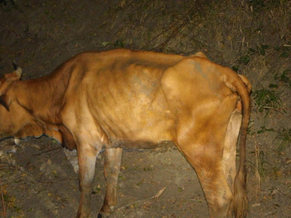 Malnourished Cow