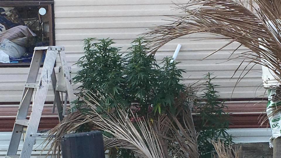 Marijuana growing outside of a residence