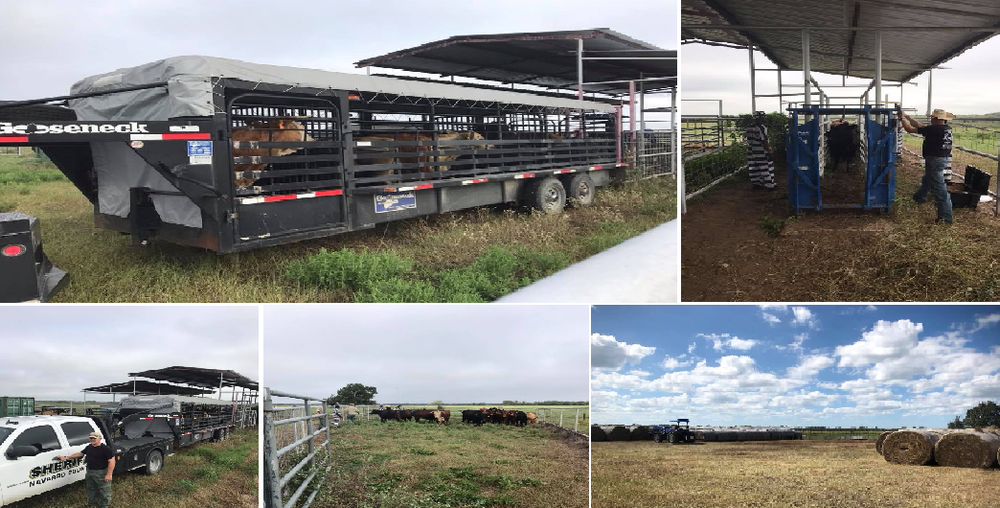 Cattle in a NCSO livestock trailer and out in the field 
