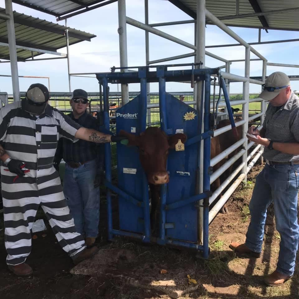 inmates helping herd the cattle