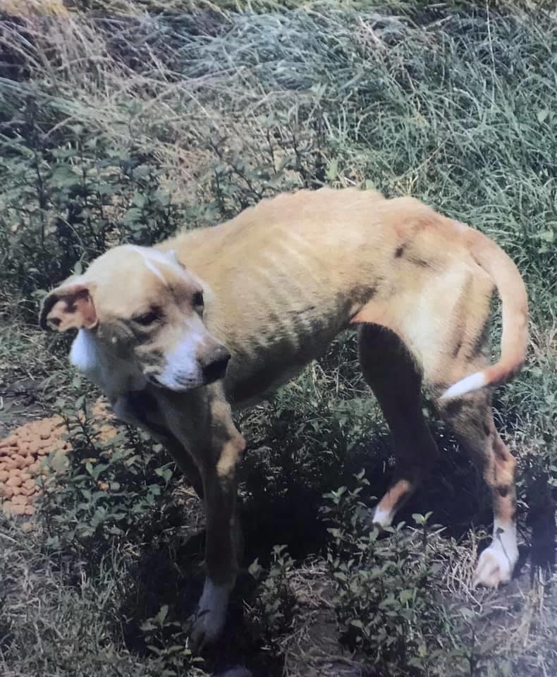 Another starving dog