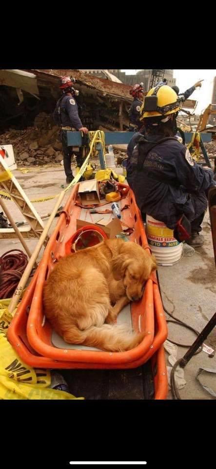 Search and rescue dog napping