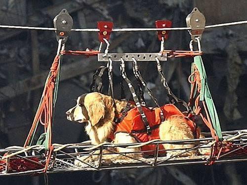 Search dog in a lift harness