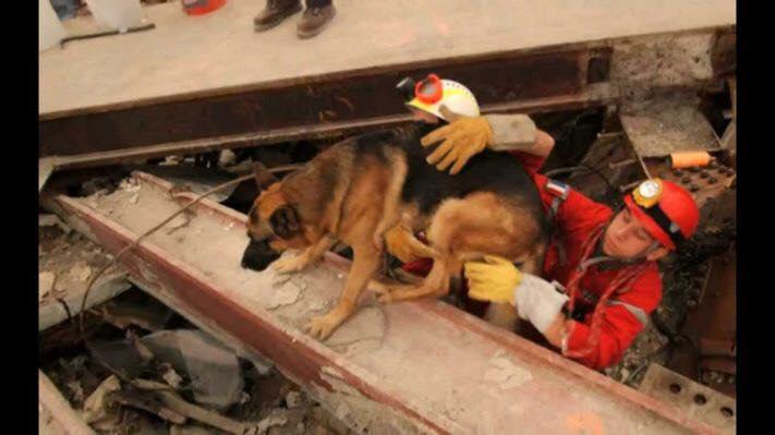 Search dog climbing over beams