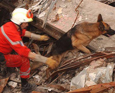 German Shepherd searching the rubble