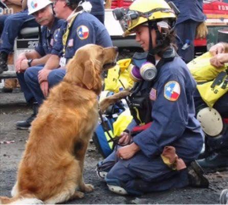 A searcher smiling at yellow lab dog