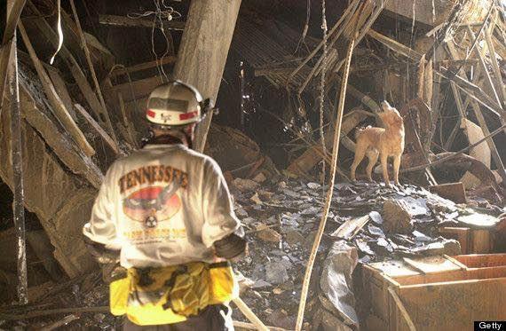 a Fireman and a Yellow lab dog searching