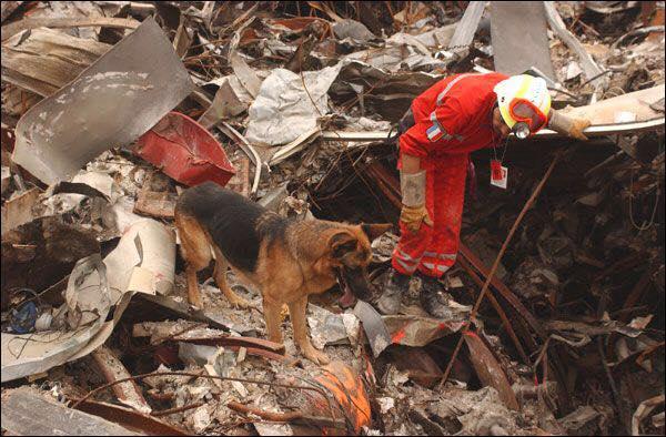 German Shepherd looking intently into rubble