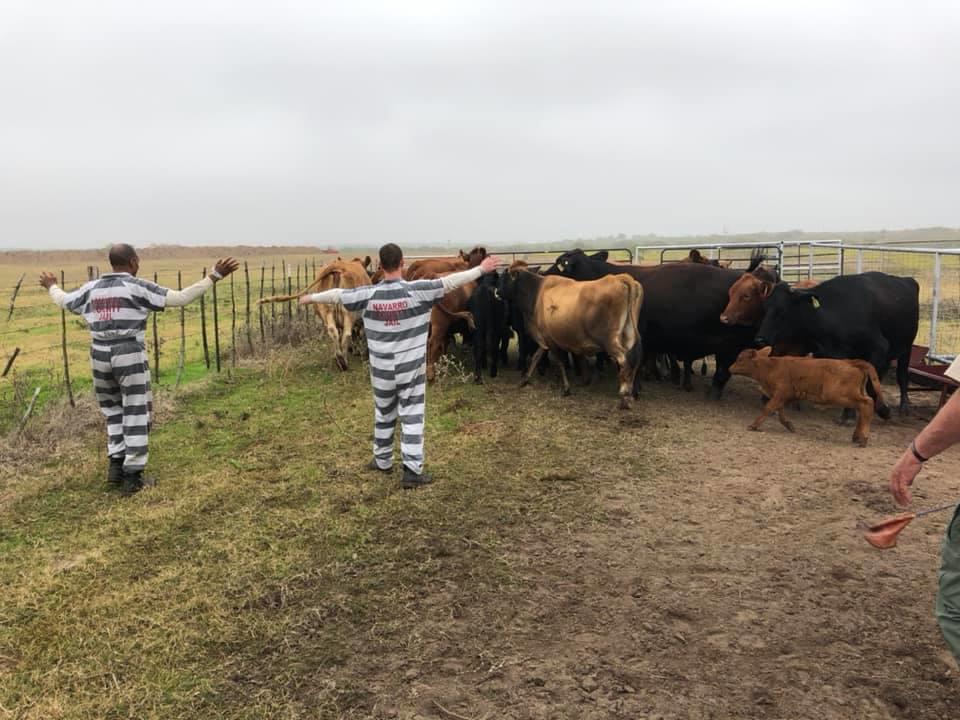 2 Inmates herding cattle