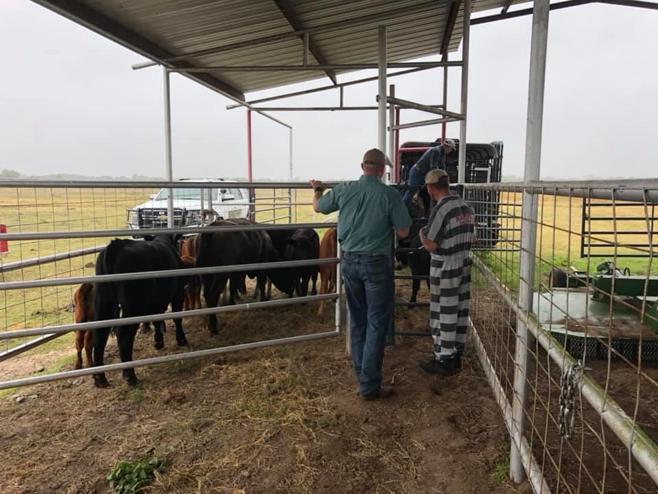 Cattle being put into a holding pen