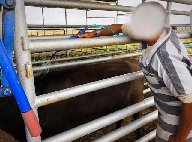 Inmate washing a cow