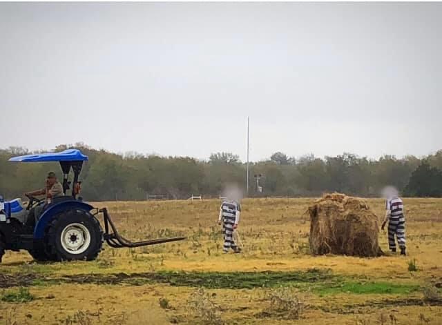 Inmates baling hay