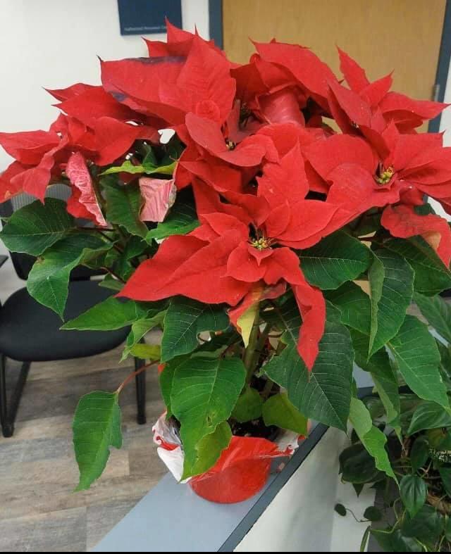 a bouquet of poinsettias