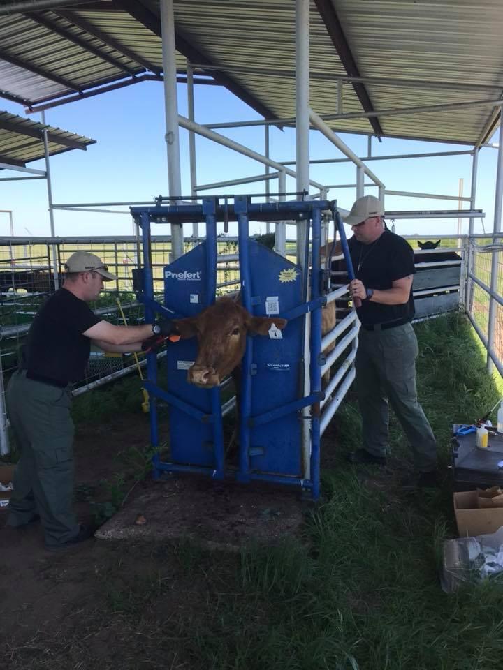 Tagging and vaccinating a brown cow