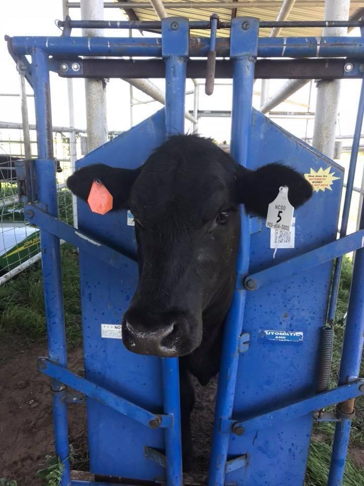 Tagging and vaccinating a black cow