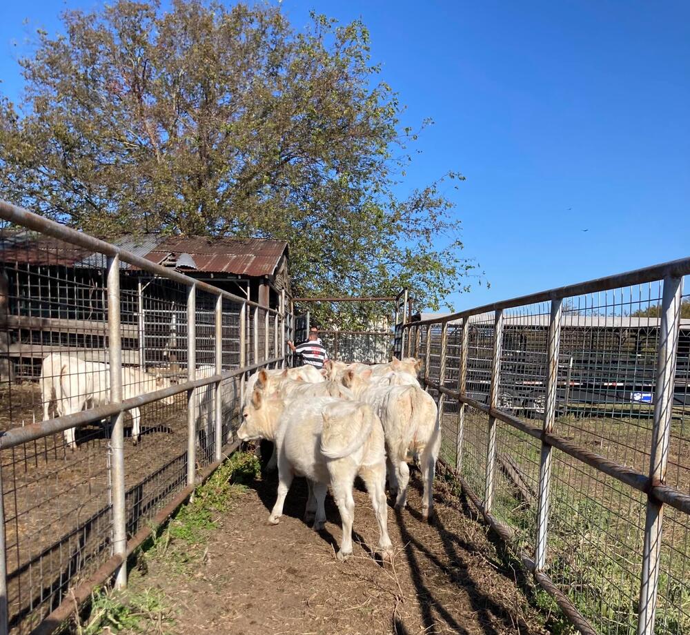 cows at county farm