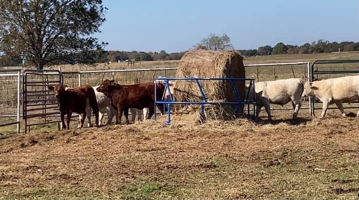 county farm cows