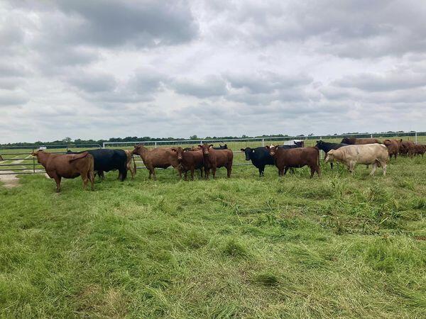 county farm cows