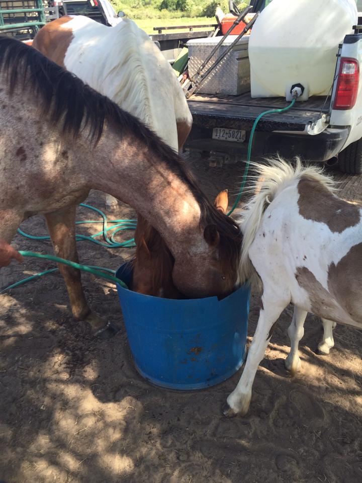 Animal Seizure Near Blooming Grove, TX