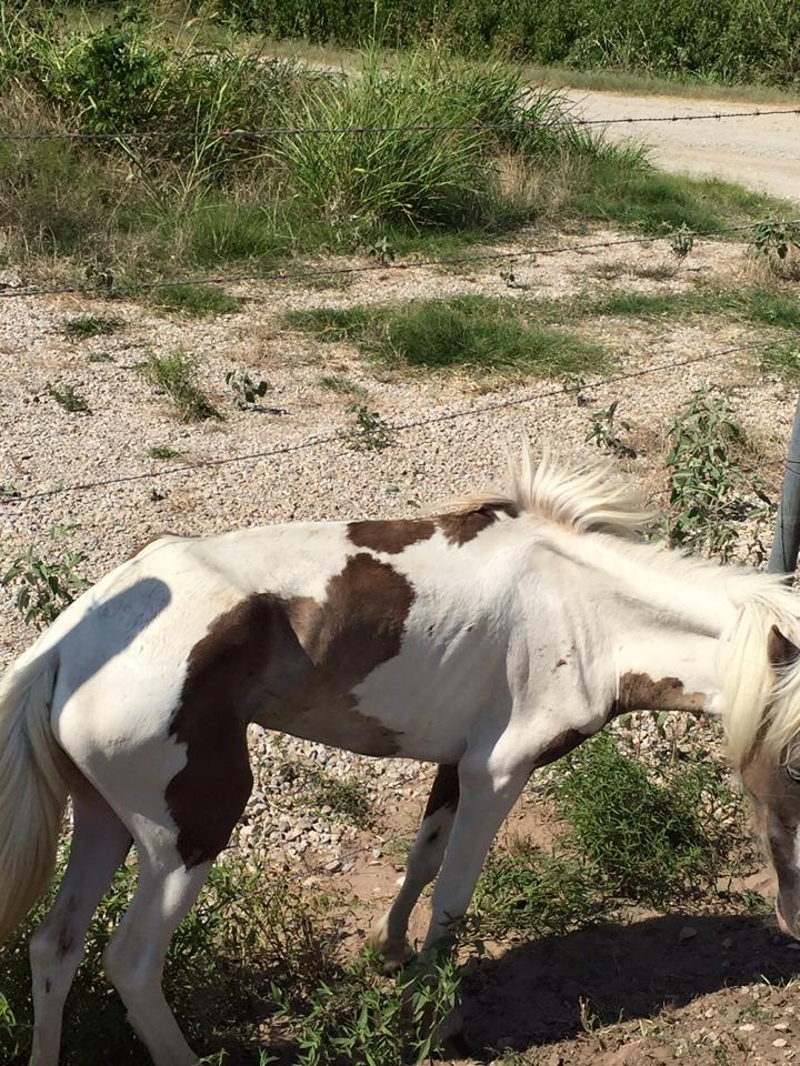 Animal Seizure Near Blooming Grove, TX