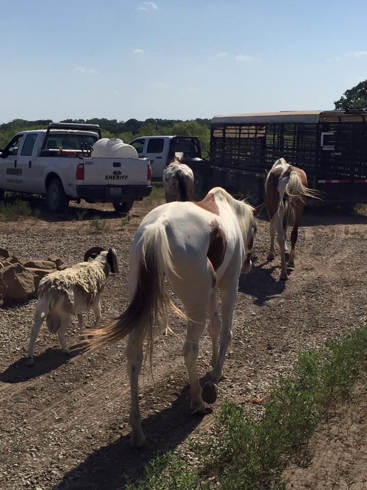 Animal Seizure Near Blooming Grove, TX