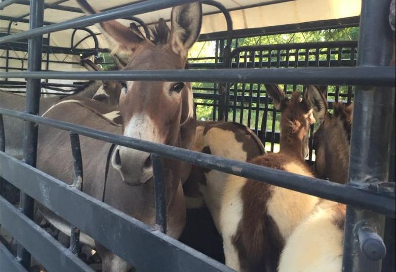 Donkeys in the back of a livestock trailer