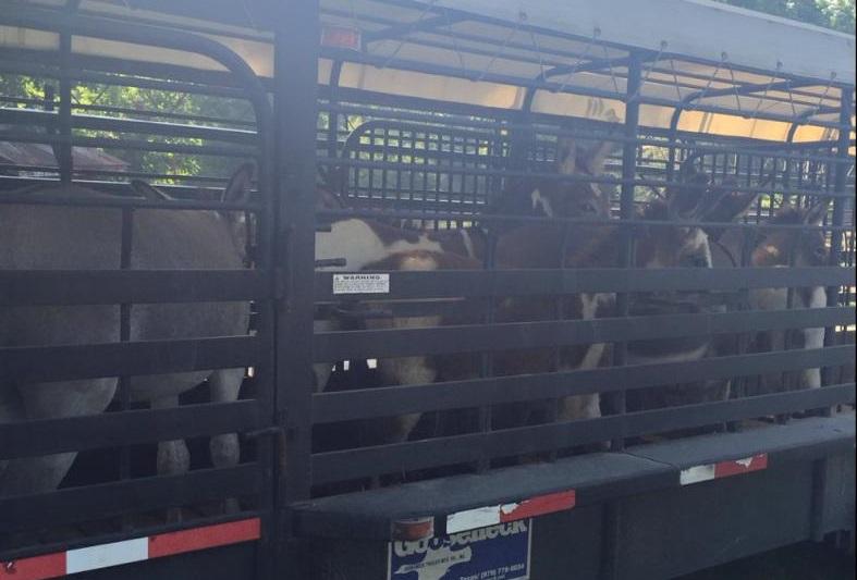 Donkeys in the back of a livestock trailer