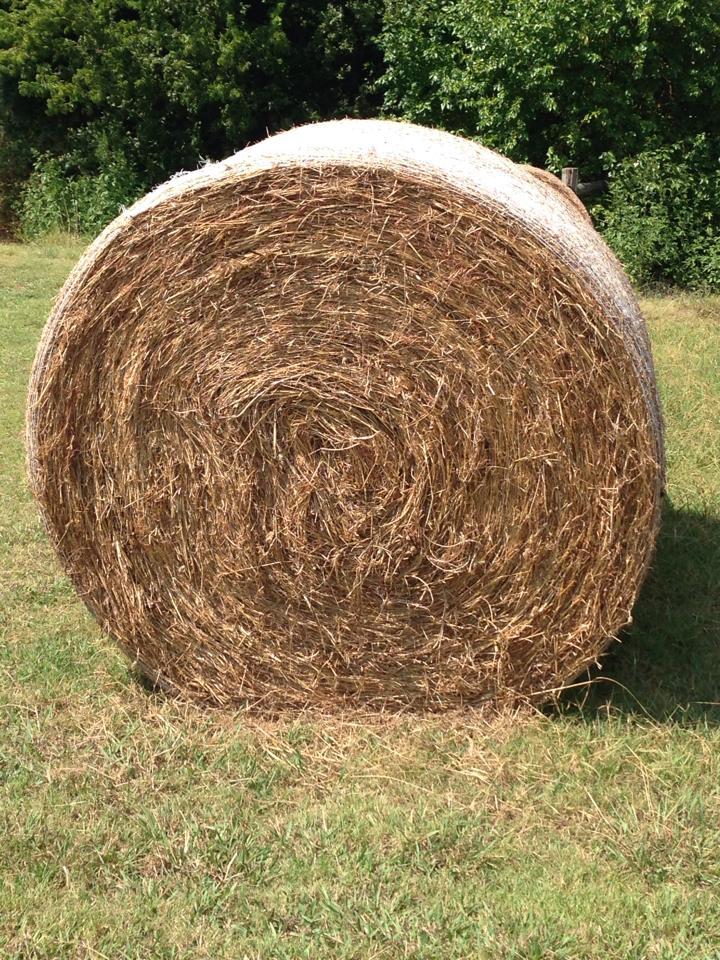 Round bale of hay