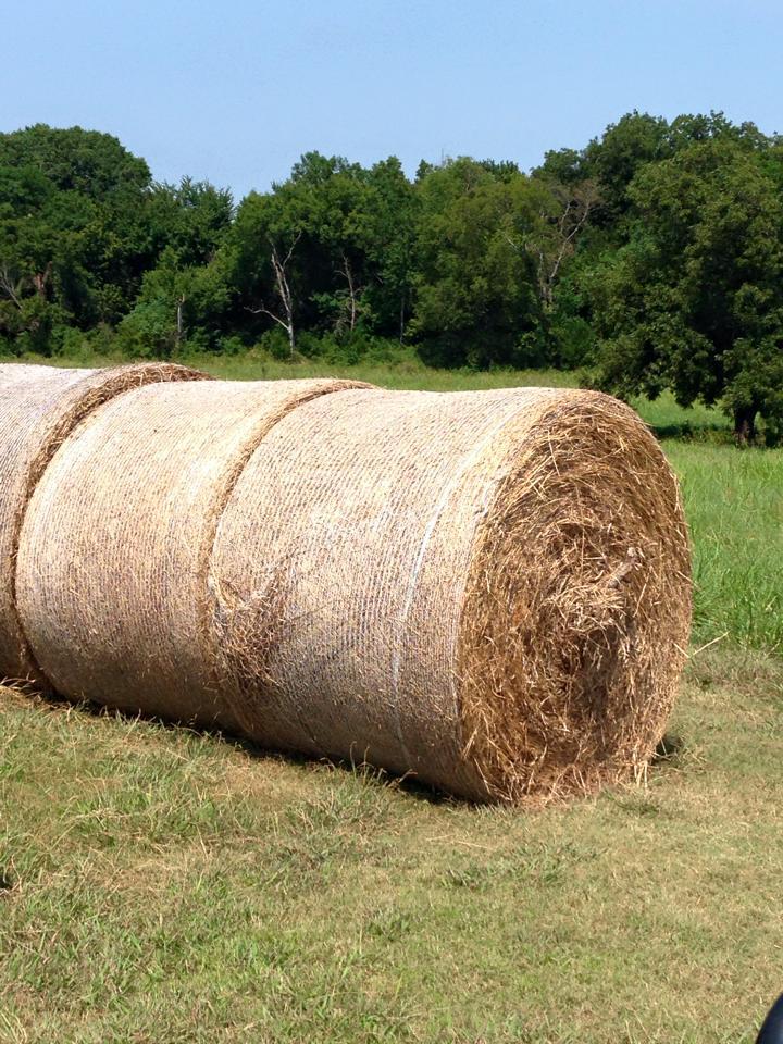 Several round bales of hay