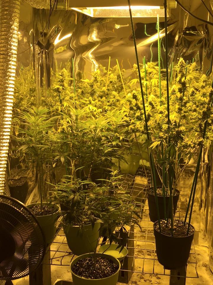 Marijuana growing operation in Corsicana