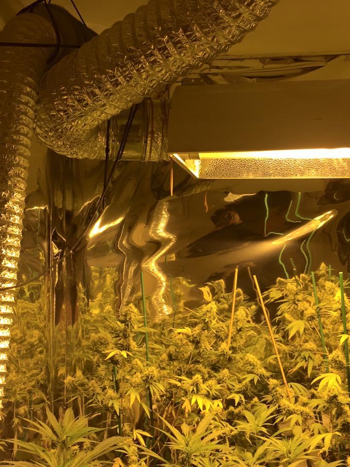 Marijuana growing operation in Corsicana