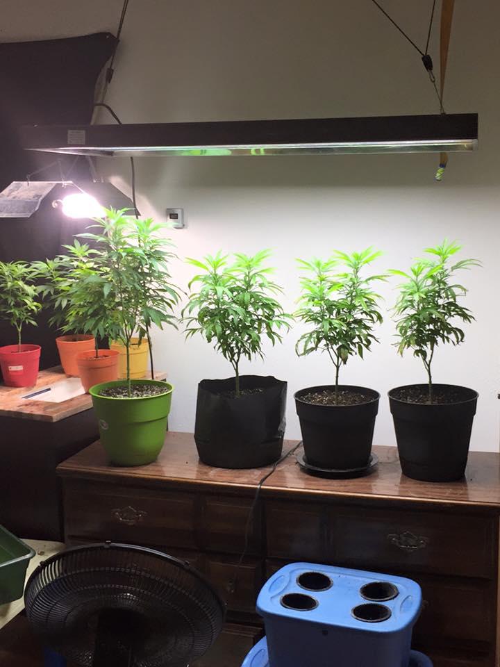 Marijuana growing operation in Corsicana