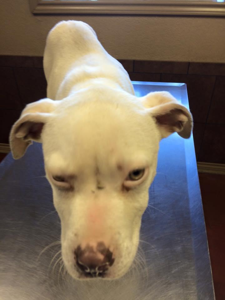 Puppy on a vet table