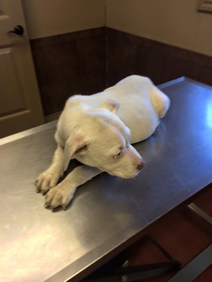 Puppy on a vet table