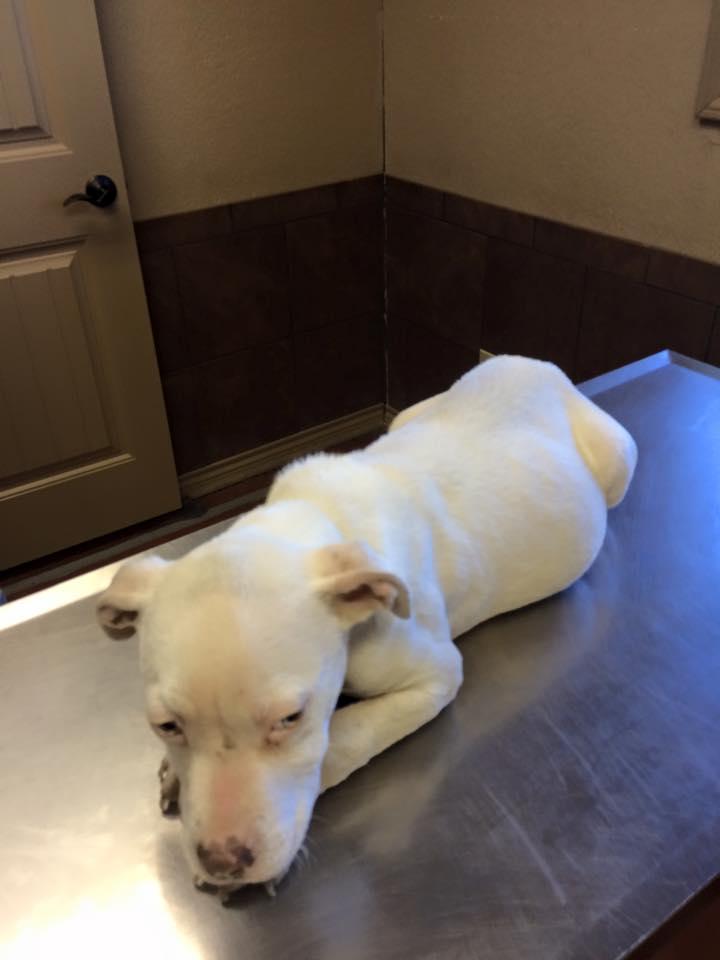 Puppy on a vet table