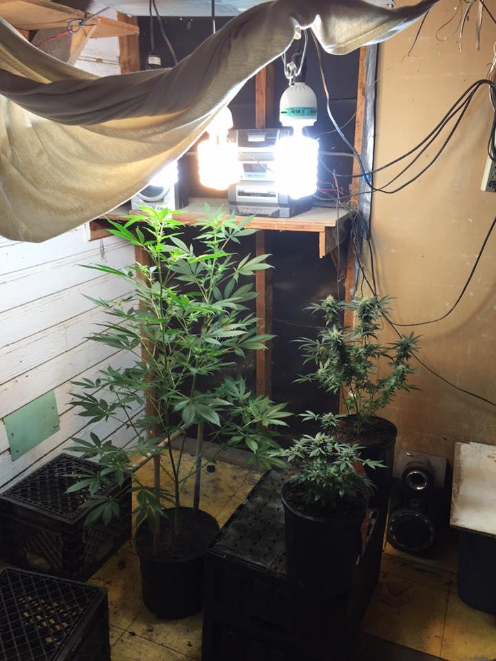 Marijuana plants in a grow room