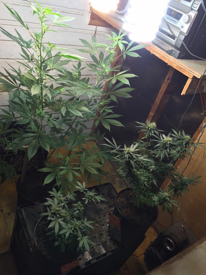 Marijuana plants in a grow room