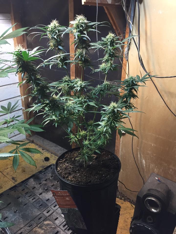 Marijuana plants in a grow room