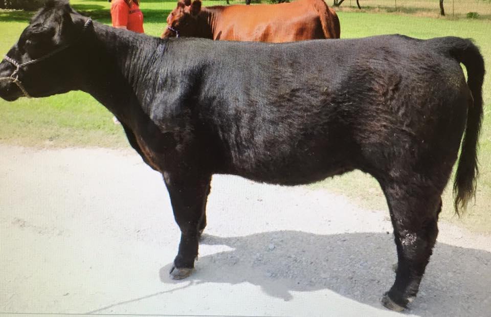 Two Heifers standing outside