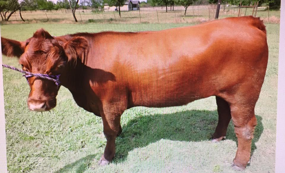 Heifer standing outside