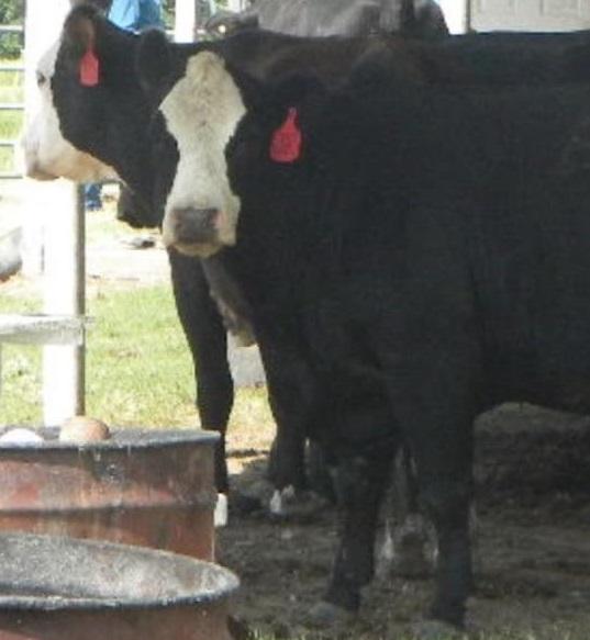 Two head of cattle