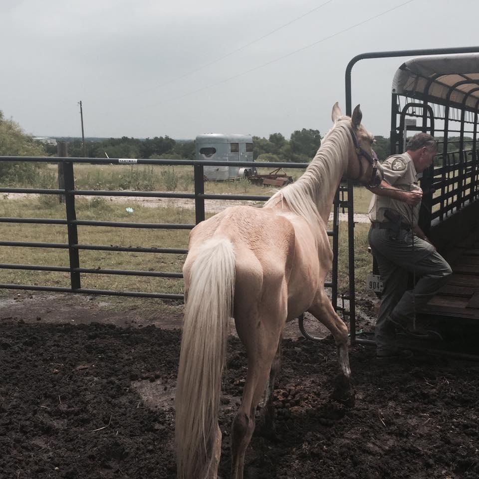 NCSO loading a horse into a livestock trailer