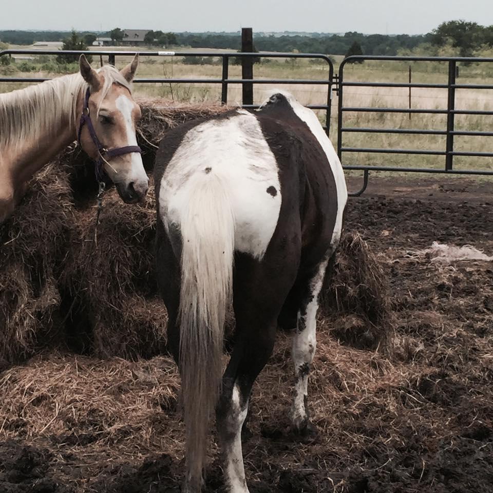 Two horses in an corral 