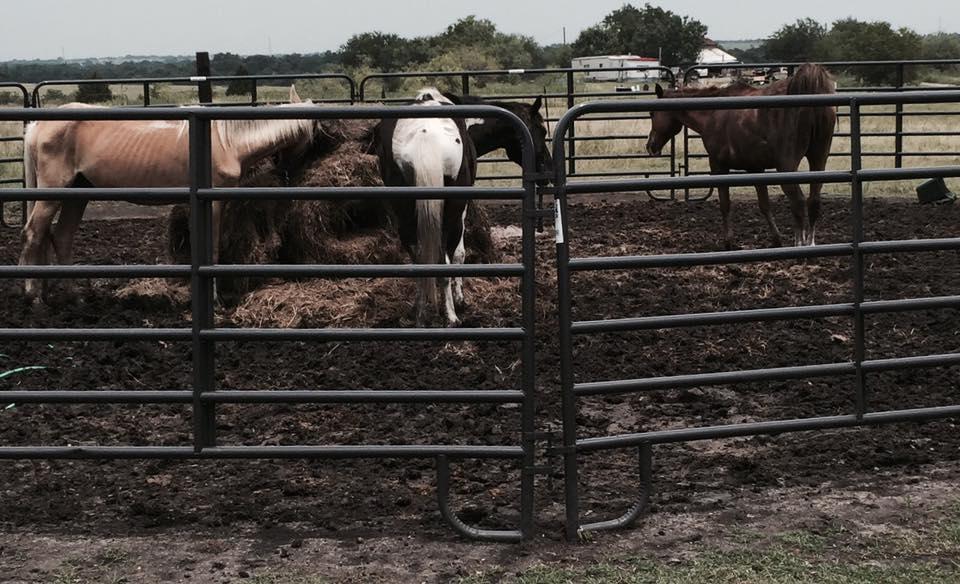 3 horses in a corral, all are malnourished 