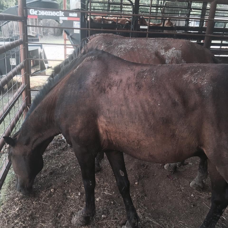 Malnourished horses