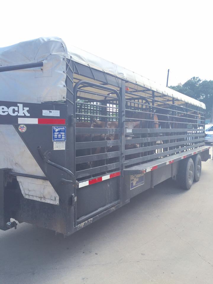 Cattle in a livestock trailer
