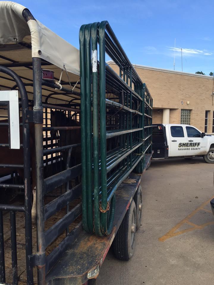 Horse in a livestock trailer