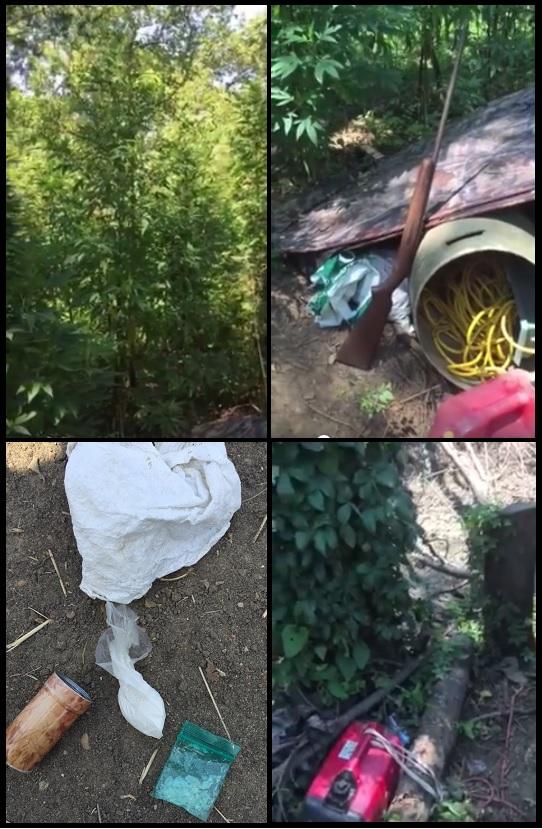 Marijuana plants and other items confiscated from an outdoor grow operation 